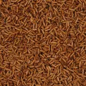 JM Posner Milk Chocolate Curls (Rainforest Alliance Cocoa) - 4Kg - Image 2